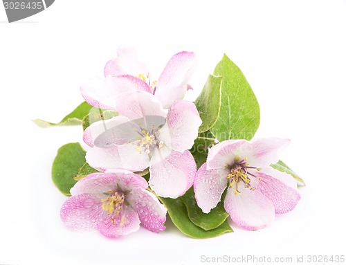 Image of apple flowers branch 