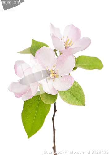 Image of apple tree blossoms