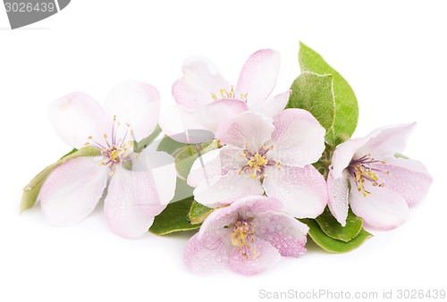 Image of apple tree blossoms