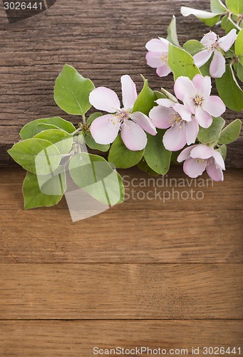 Image of Flowering of apple tree on  wooden background.