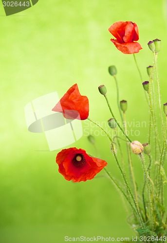 Image of Red poppies