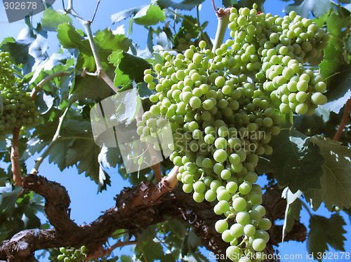 Image of Grapes