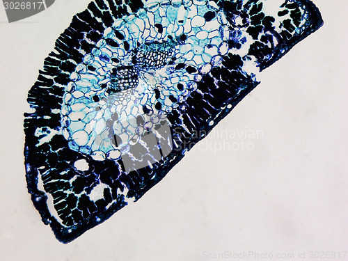 Image of Pine leaf micrograph