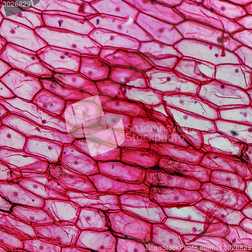 Image of Onion epidermus micrograph