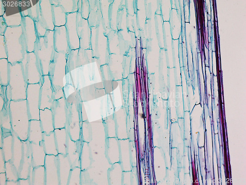 Image of Corn stem micrograph