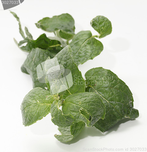 Image of fresh mint