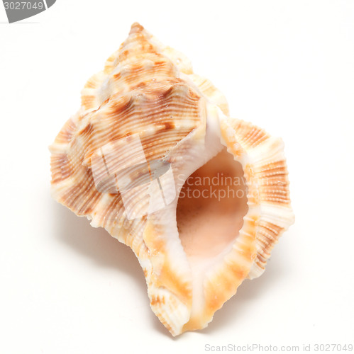 Image of large seashell 