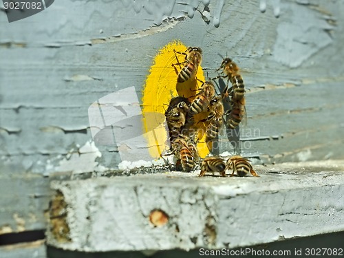 Image of Bees at the hive near tap-hole