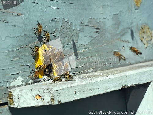 Image of Bees on the tap-hole of hive