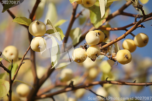 Image of paradise apples