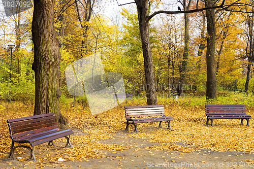 Image of Fall in public park