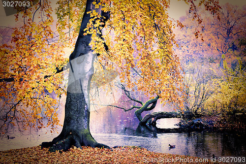 Image of Pond in the park