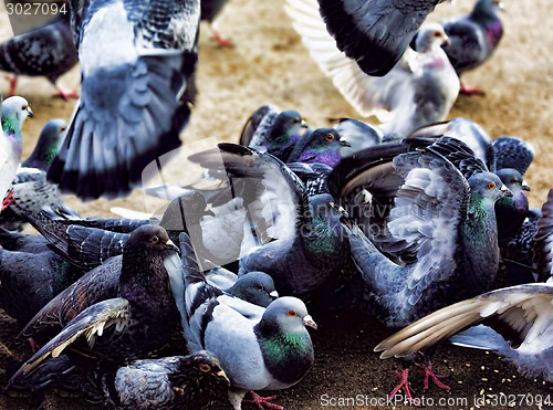 Image of Many hungry pigeons 