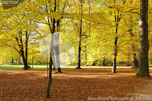 Image of Fall in public park