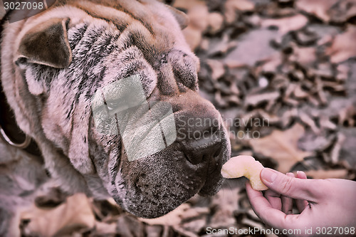 Image of Cute Shar Pei dog 