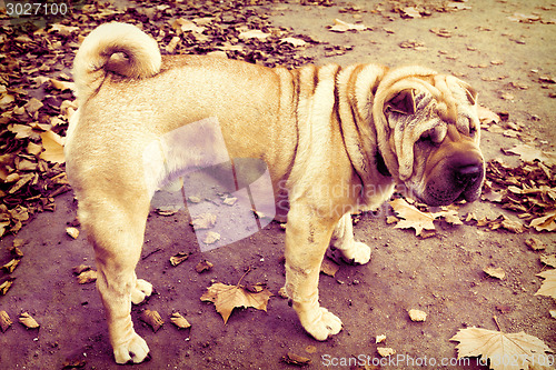 Image of Cute Shar Pei dog 