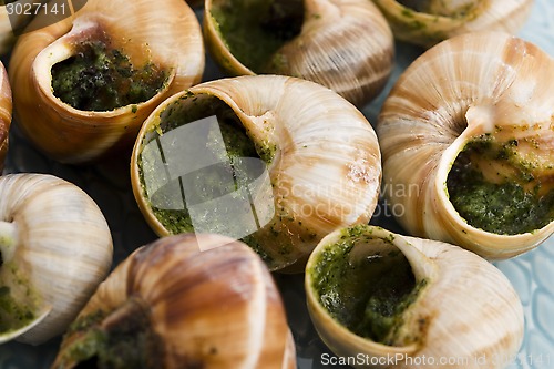 Image of Close up of Escargots with garlic butter 