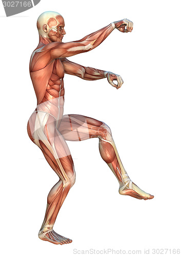 Image of Muscle Maps