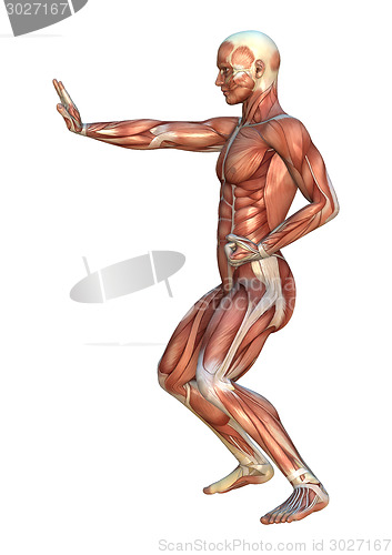 Image of Muscle Maps