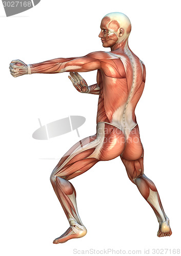 Image of Muscle Maps