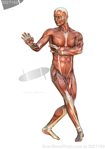Image of Muscle Maps