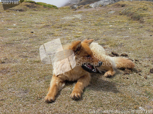 Image of Dog at Huancayo