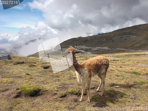 Image of Lama at Huancayo