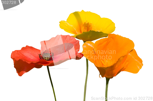Image of Poppies
