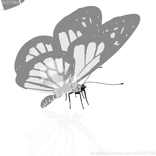 Image of beauty butterfly