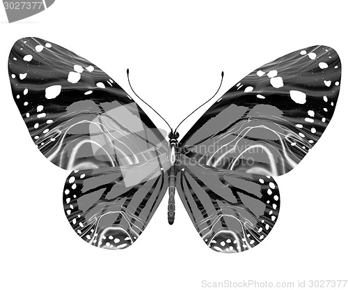 Image of beauty butterfly