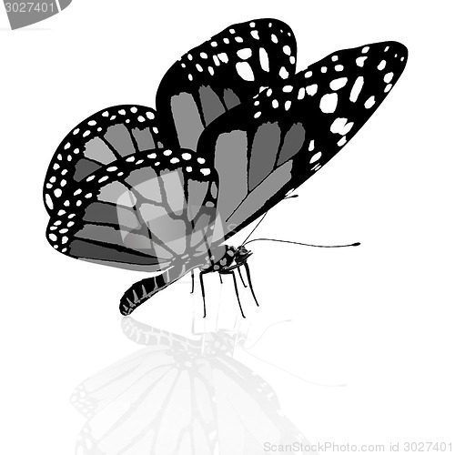 Image of colorful butterfly