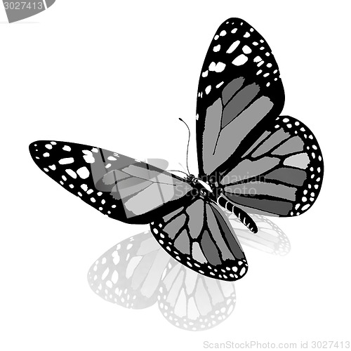 Image of ?olorful butterfly