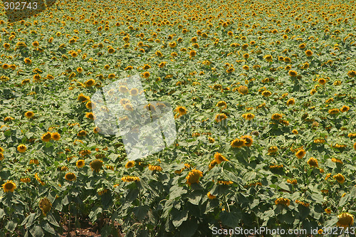 Image of Sunflower field