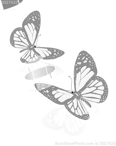 Image of beauty butterflies