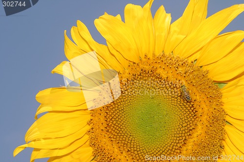 Image of Sunflower