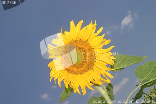 Image of Sunflower