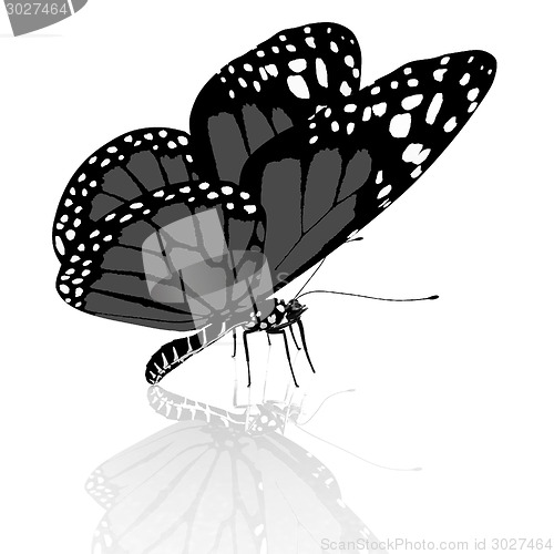 Image of beauty butterfly
