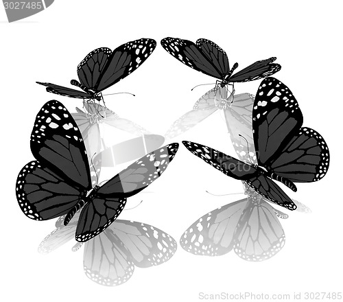 Image of beauty butterflies