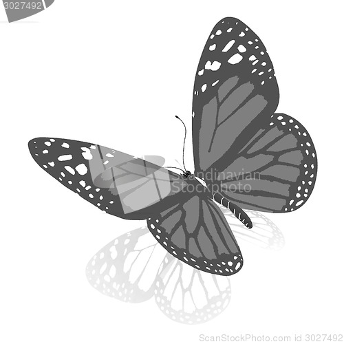 Image of beauty butterfly