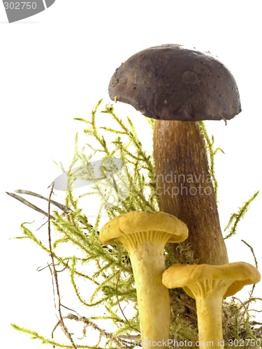 Image of mushrooms