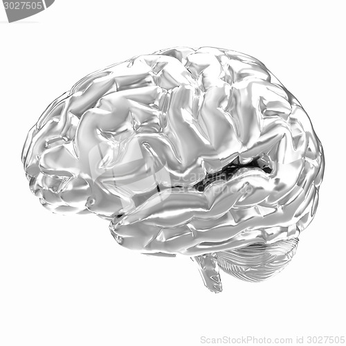 Image of Human brain