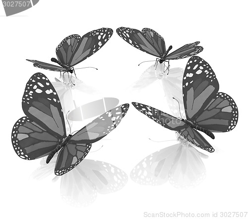 Image of beauty butterflies