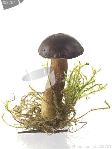 Image of mushrooms