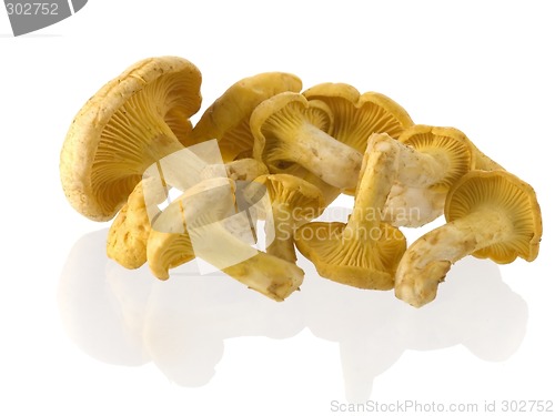 Image of mushrooms