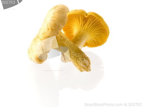 Image of mushrooms