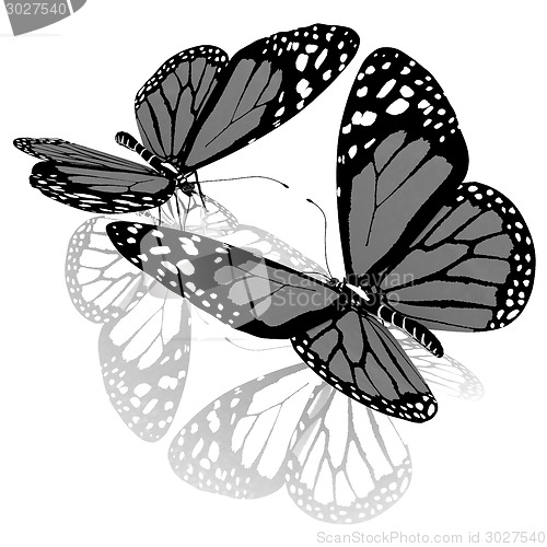 Image of beauty butterflies