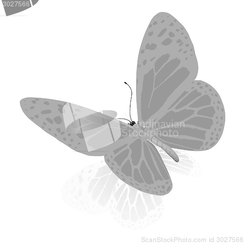 Image of beauty butterfly
