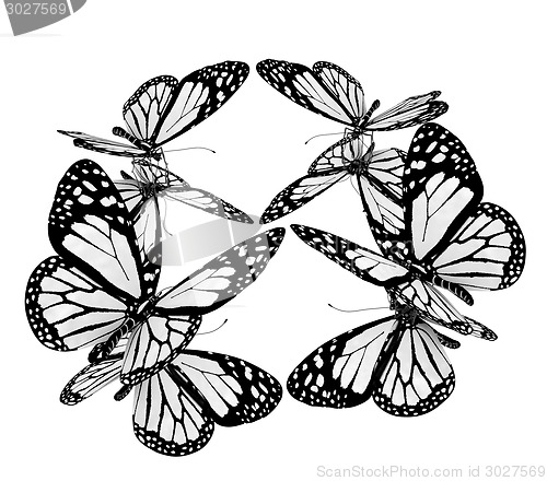 Image of beauty butterflies