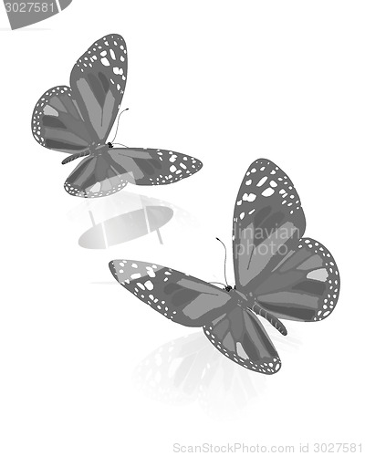 Image of beauty butterflies