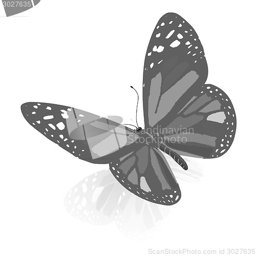 Image of colorful butterfly